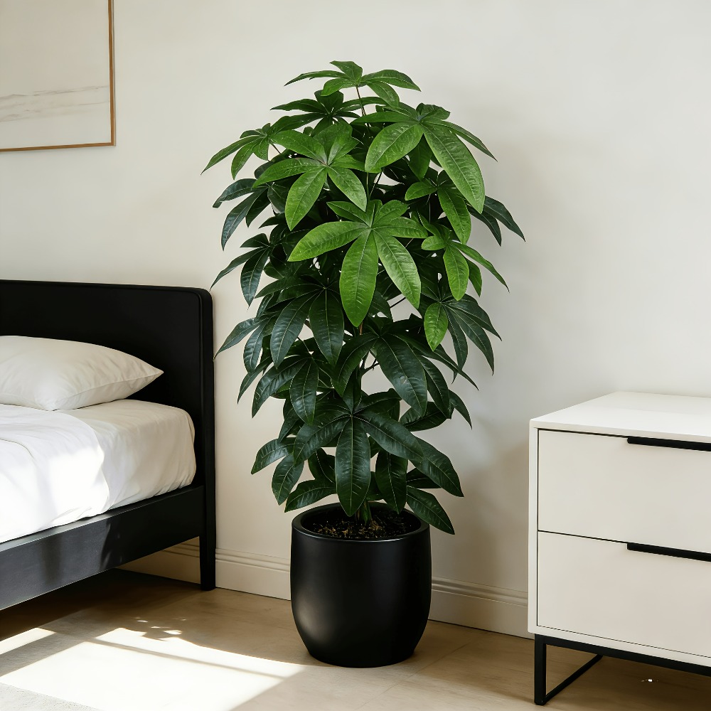 Ficus Lyrata Tree - Árbol del Dinero Artificial Pachira Aquatica
