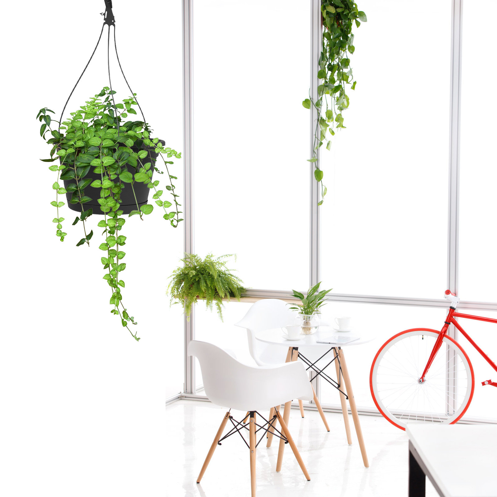 1 unidad de maceta colgante pa - Spider Plant Hanging reseña y precio