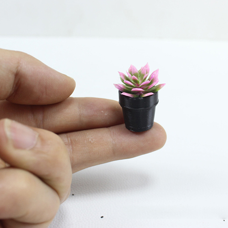 8 plantas en macetas de plásti - Echeveria Succulent reseña y precio